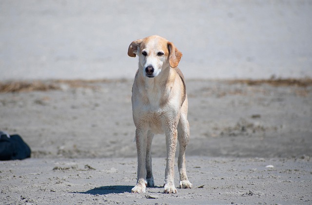 Englands bedste hundestrande og naturskønne vandreruter for dig og din hund